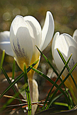 img_385624.jpg